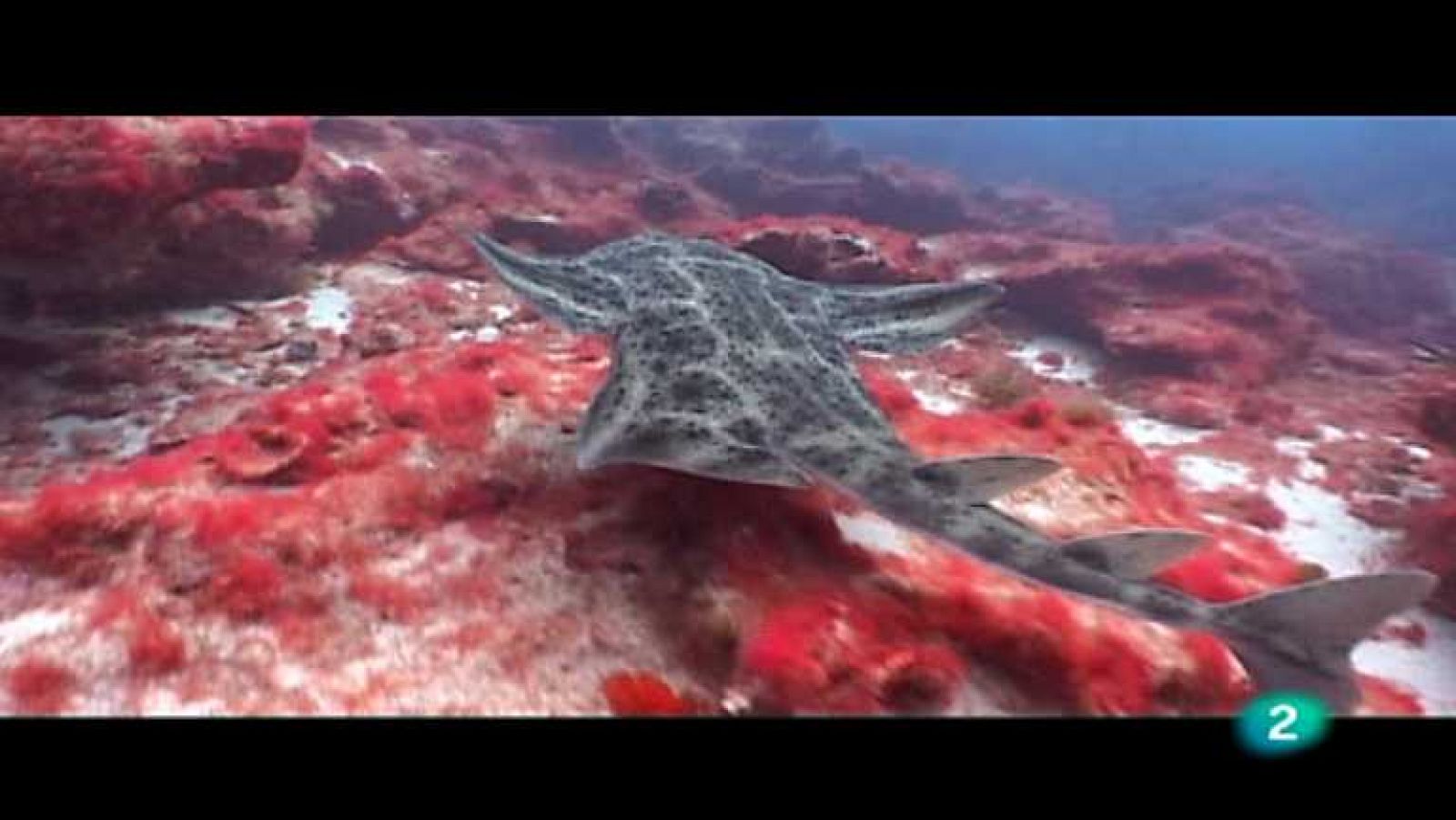 Bubbles - Lanzarote - ver ahora