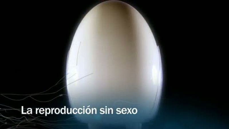  Redes - La reproducción sin sexo - avance