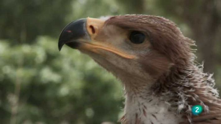 Biodiario - Biodiario - 04/04/13