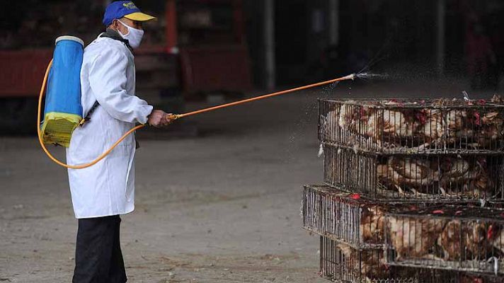 China empieza a sacrificar aves