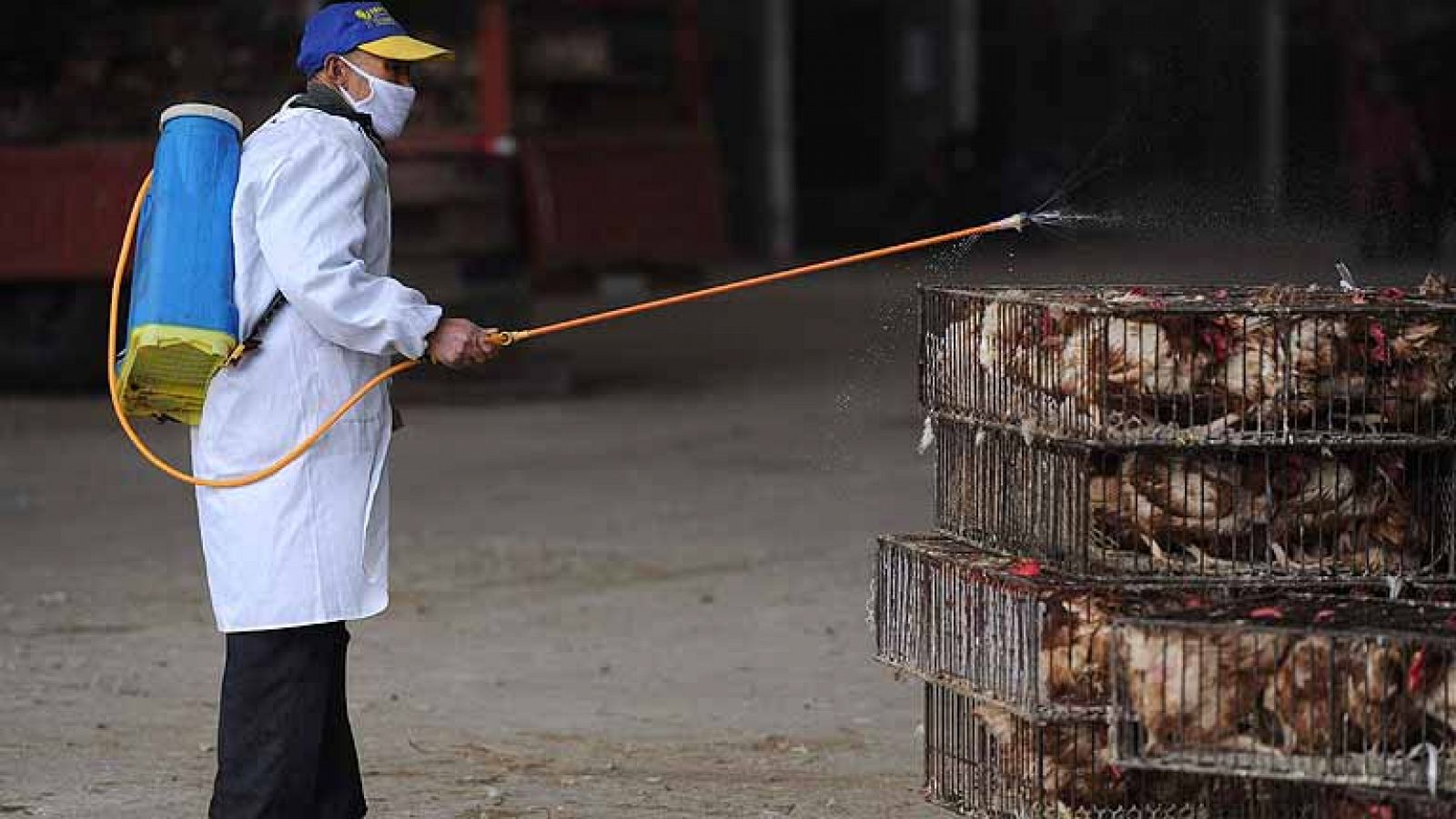 China empieza a sacrificar aves y suben las víctimas por el nuevo virus 