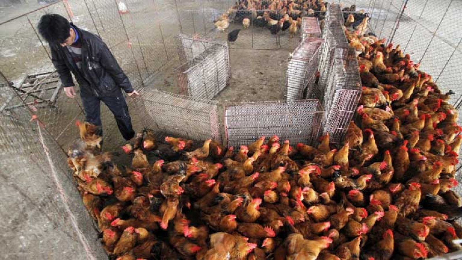 Seis muertos en China por la gripe aviar - Informativo 24h | Ver