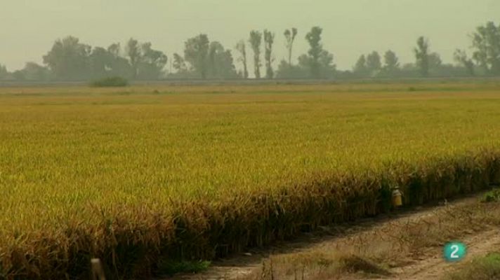 El Delta de l'Ebre