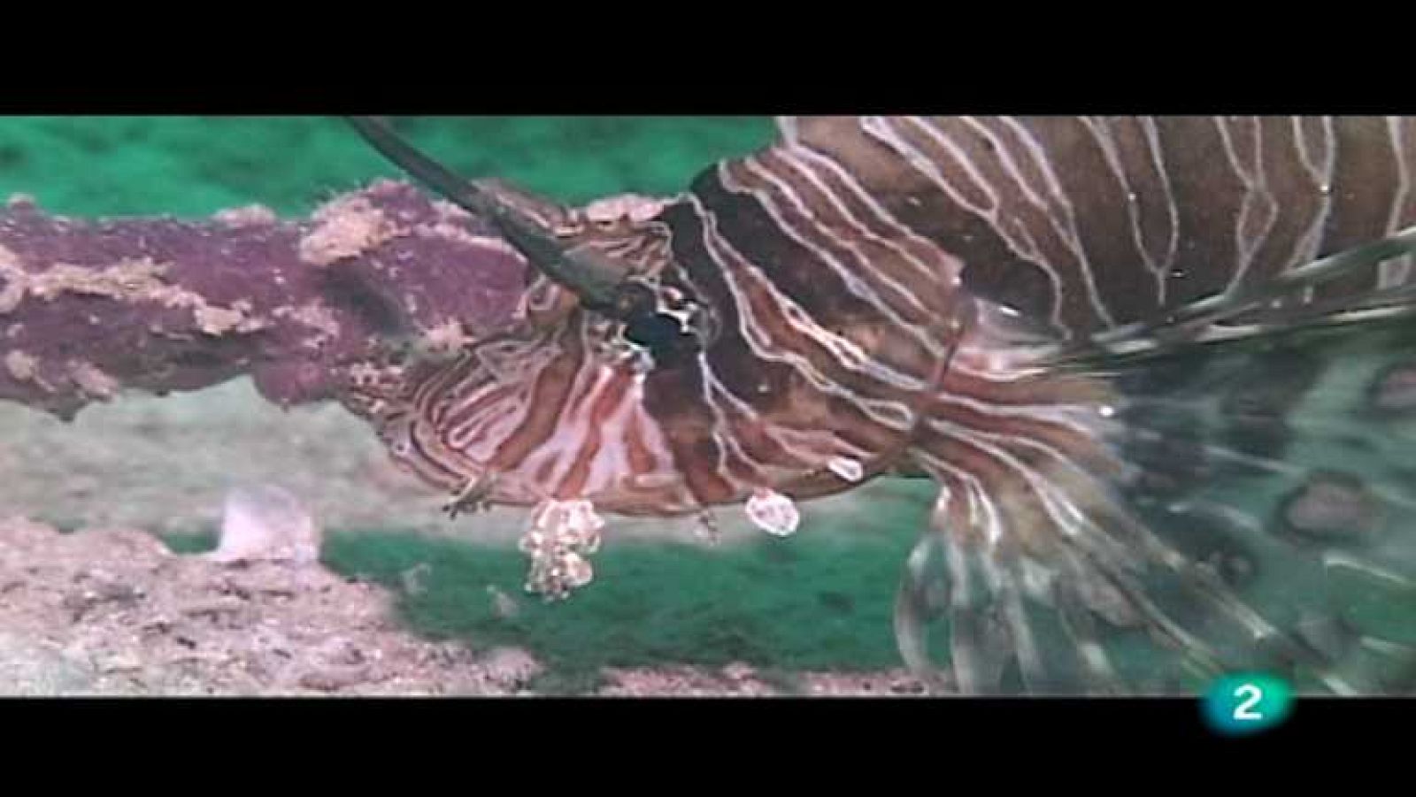 Bubbles - Mabul-Sipadán - ver ahora