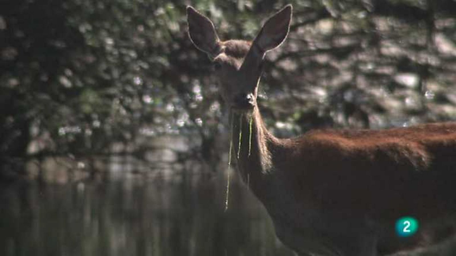 Biodiario - 11/04/13 - Ver ahora