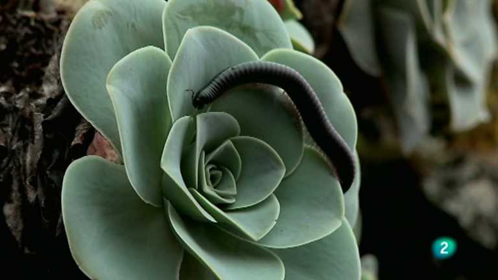 Biodiario - 17/04/13 - ver ahora