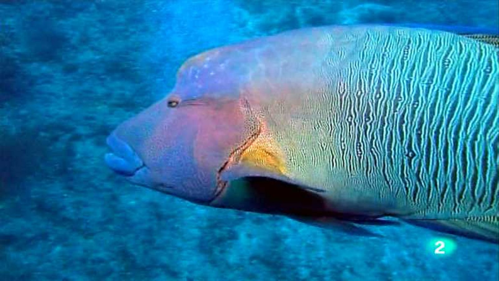 Bubbles - Maldivas - ver ahora