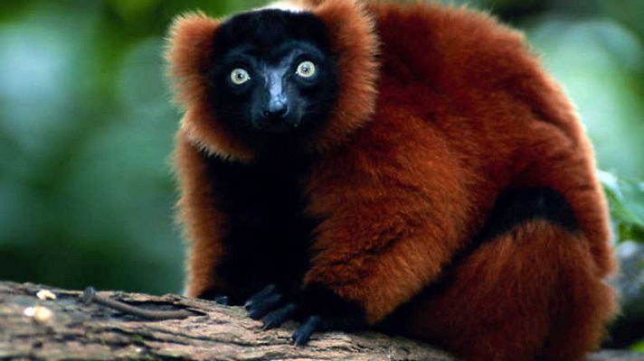 Grandes documentales - Aislados (4)