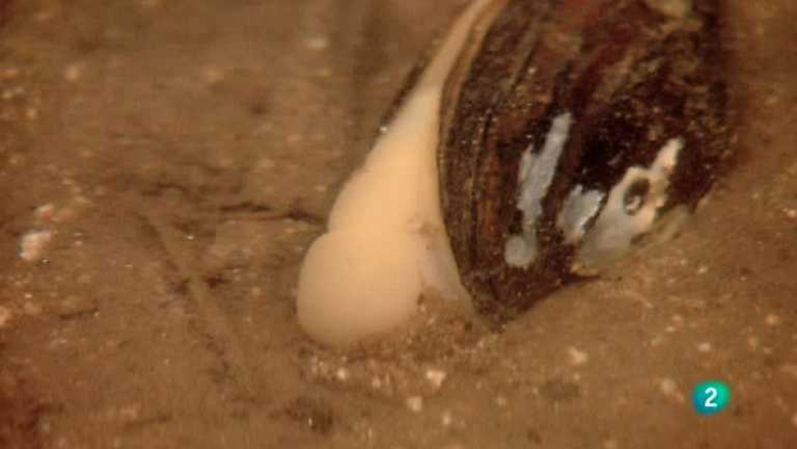 Biodiario - 18/04/13 - ver ahora