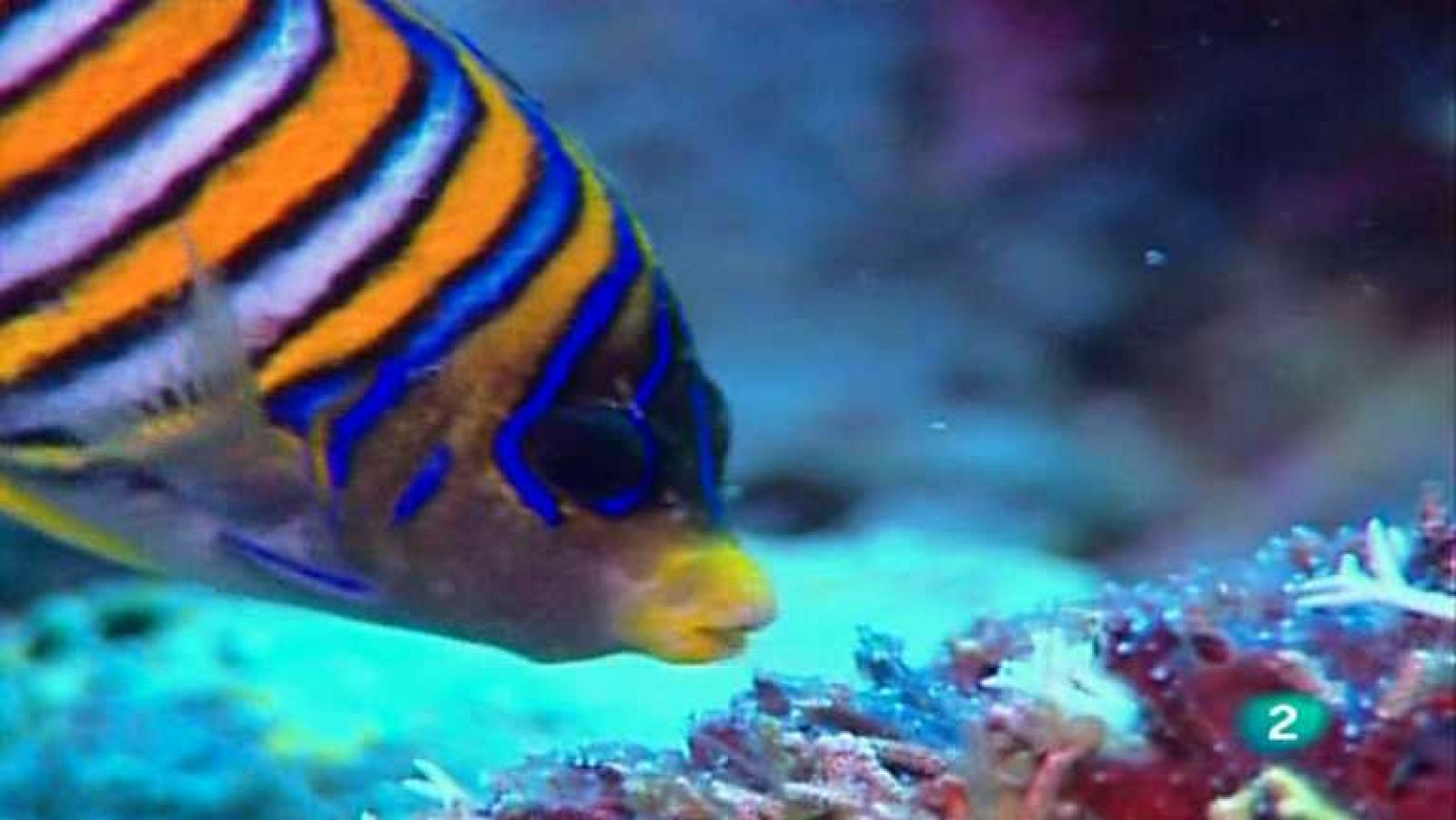 Bubbles - Papúa Nueva Guinea - ver ahora