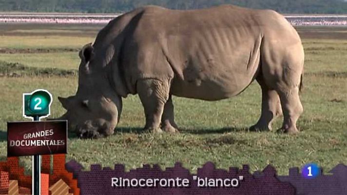 Lo que hay que ver ... - Lo que hay que ver - 20/04/13