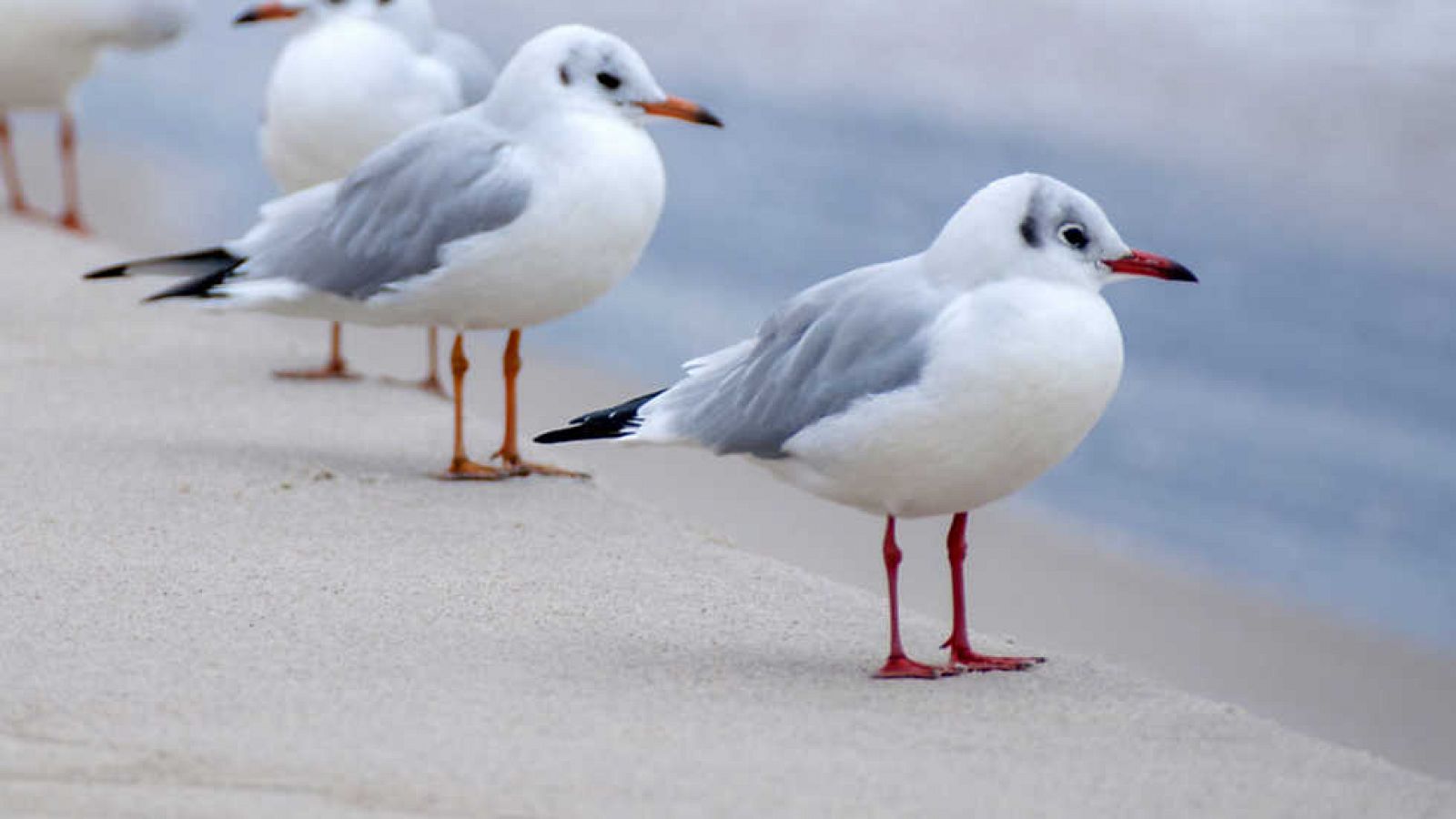 Grandes documentales - Báltico salvaje - Ver ahora