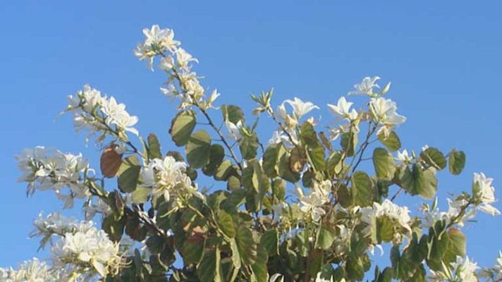 El tiempo - Viento fuerte en el Estrecho