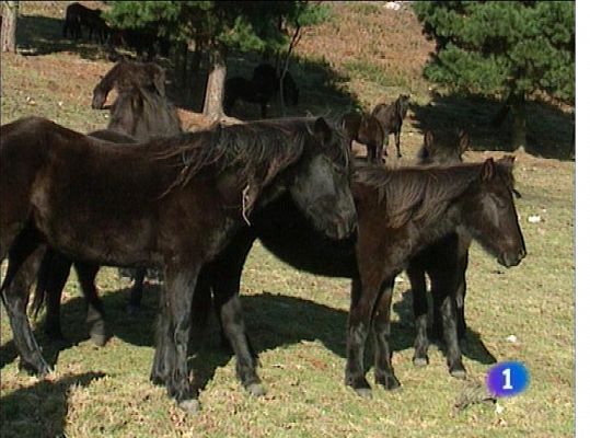 Panorama Regional - Panorama Regional 2 - 24/04/13