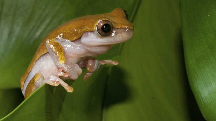 Grandes documentales - El Amazonas desconocido: La cuna de la vida