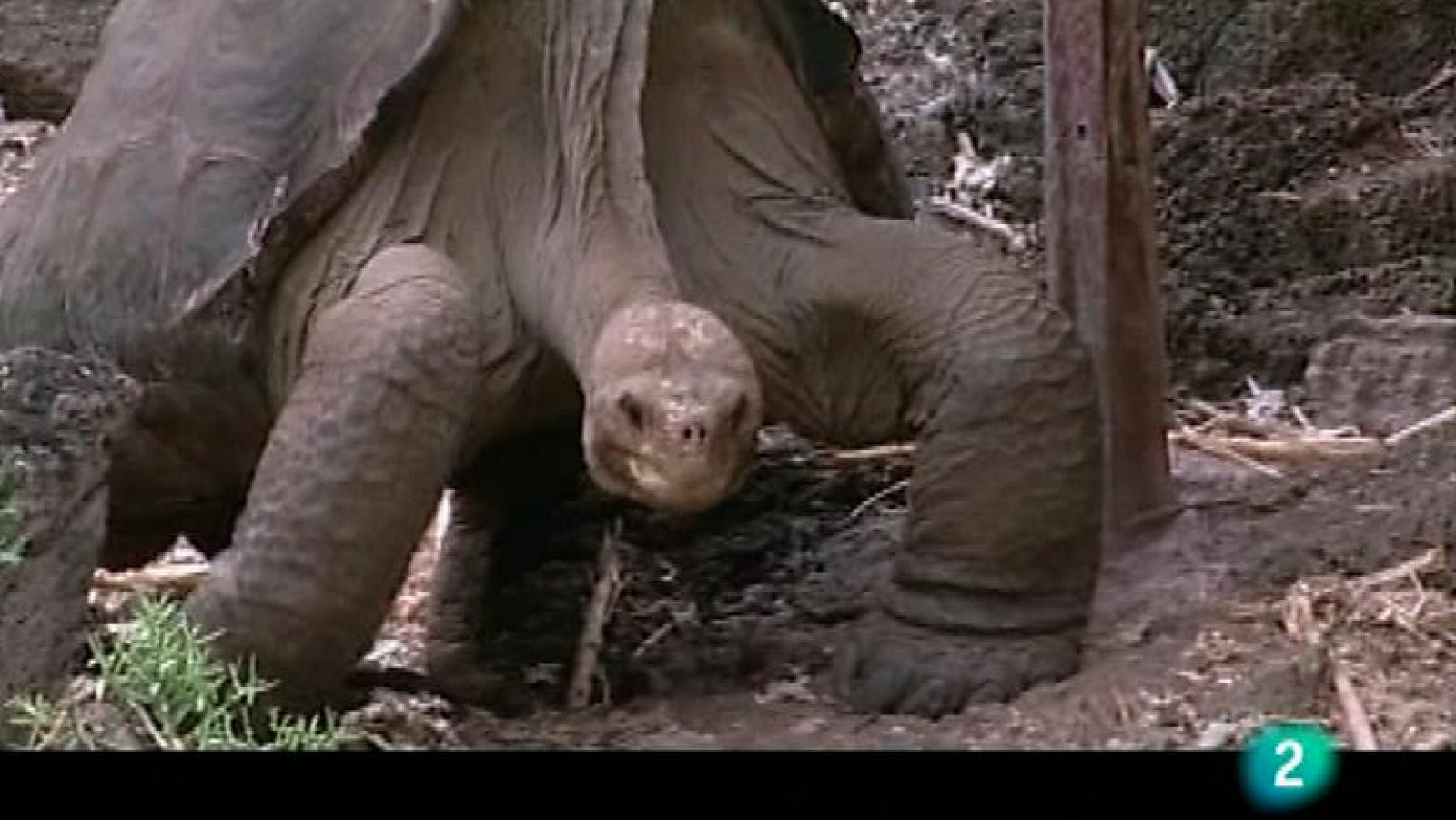 Bubbles - Galápagos - Ver ahora