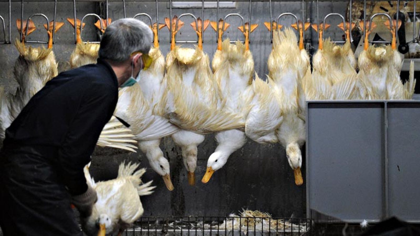 Sin programa: 20 fallecidos por el virus de la gripe aviar H7N9 que se sigue extendiendo en China | RTVE Play