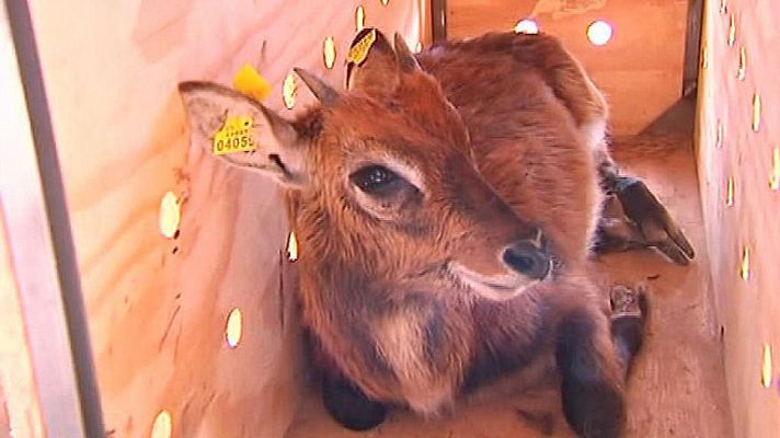 Los animales de un zoo, en venta   