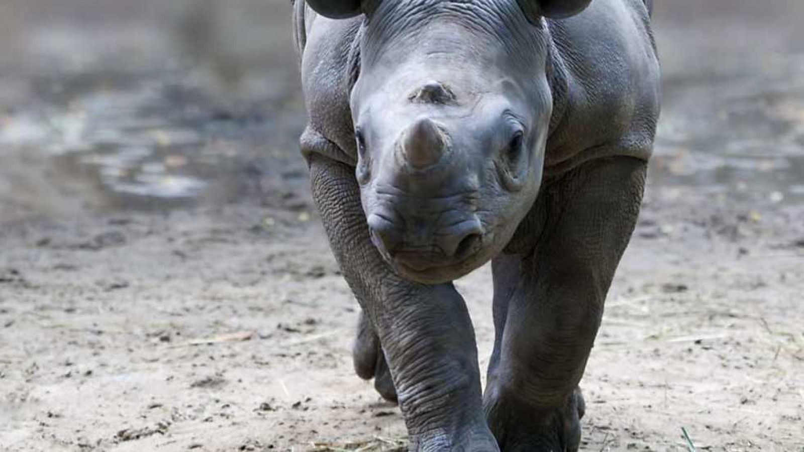 Grandes documentales - El vuelo del rinoceronte