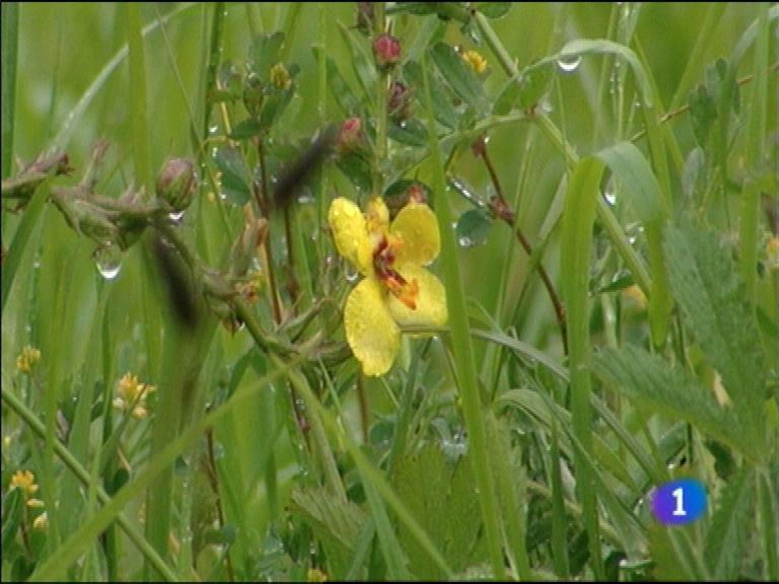 Panorama Regional: El tiempo en Asturias - 30/04/13 | RTVE Play