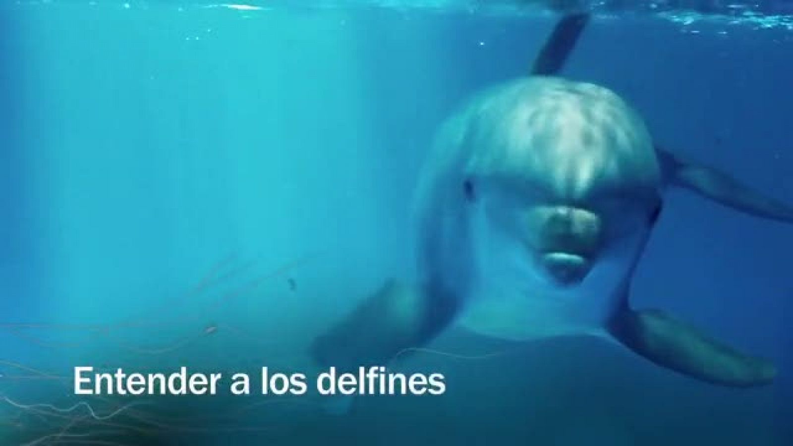 Redes - Entender a los delfines - avance