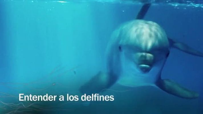 Redes - Entender a los delfines