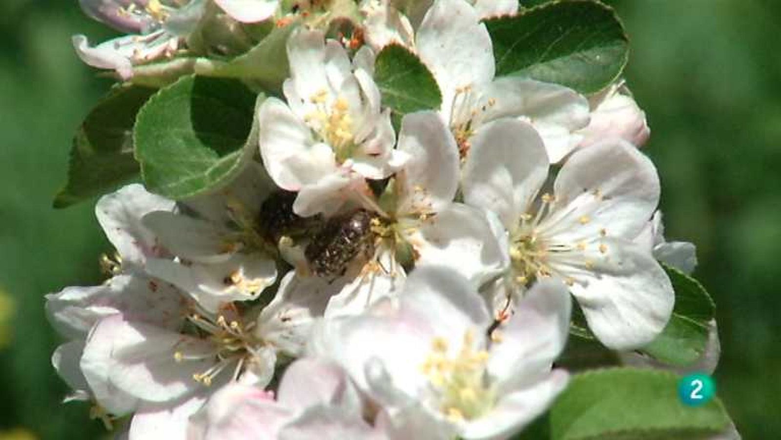 Agrosfera - 04/05/13 - Ver ahora