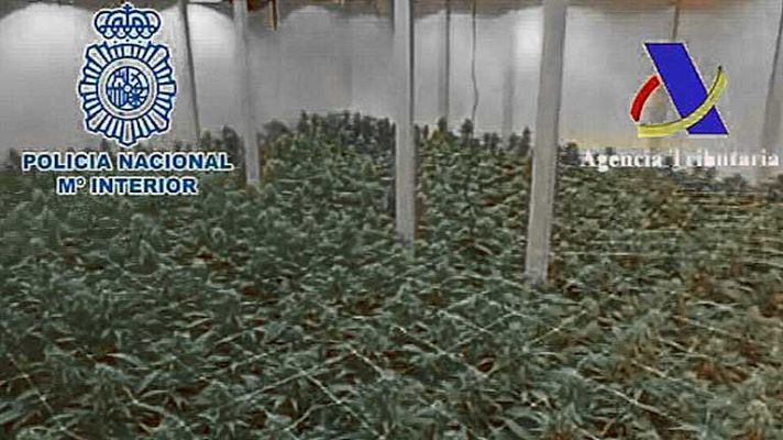 Informativo 24h - Detenidas 21 personas por el cultivo y tráfico de marihuana entre España y Holanda