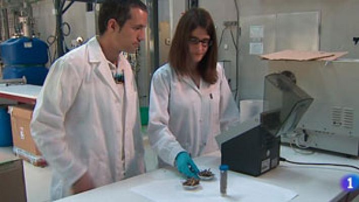 Telediario 1 - Utilidades de desechos alimentos