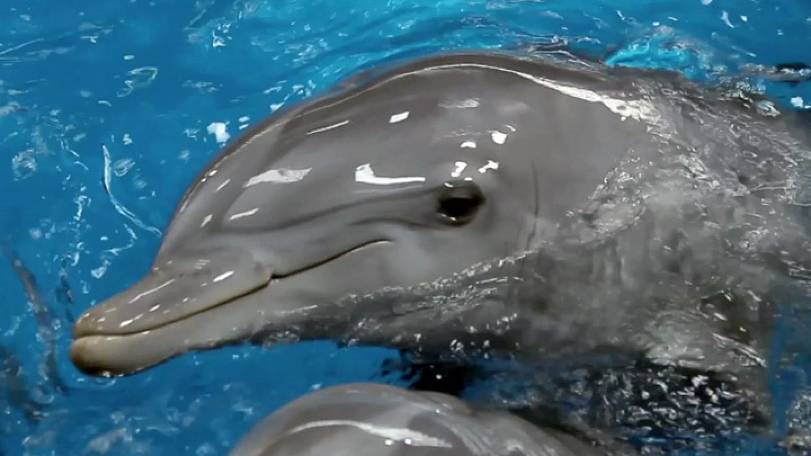 Redes - Entender a los delfines - ver ahora