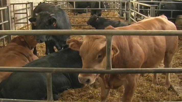 Aumentan los robos de ganado en Galicia
