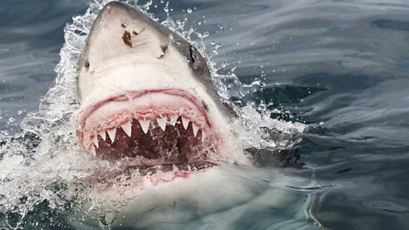 Grandes documentales - Tiburón blanco en el triángulo rojo