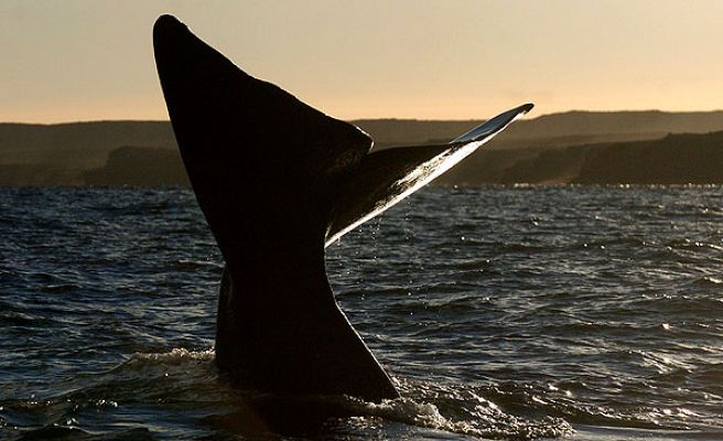 Las ballenas, ante su futuro