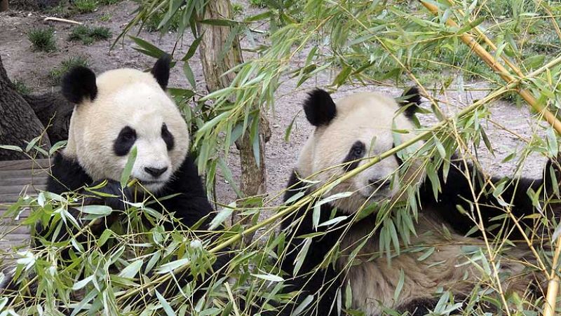 Po y Dede, dos osos panda del zoo de Madrid viajan a China 