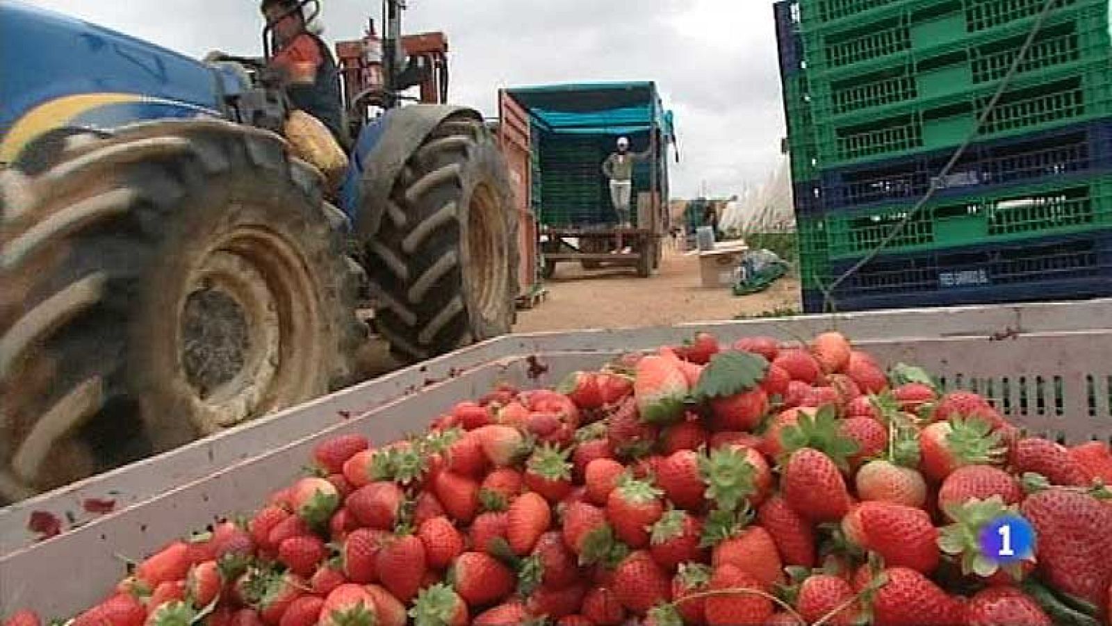 La campaña de la fresa acaba con peores resultados de los esperados | Ver