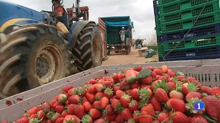 Telediario 1 - La campaña de la fresa acaba