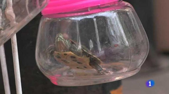 Telediario 1 - Llaveros con animales vivos