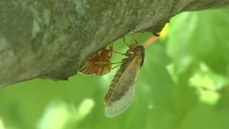 Estados Unidos se prepara para una inminente invasión de cigarras 