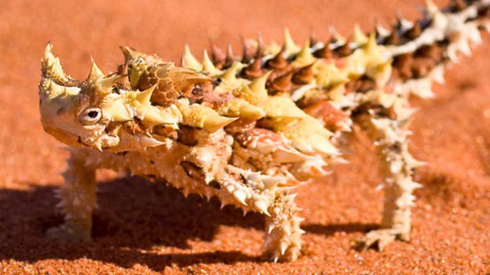 Grandes documentales - Australia: Bajo un sol de justicia