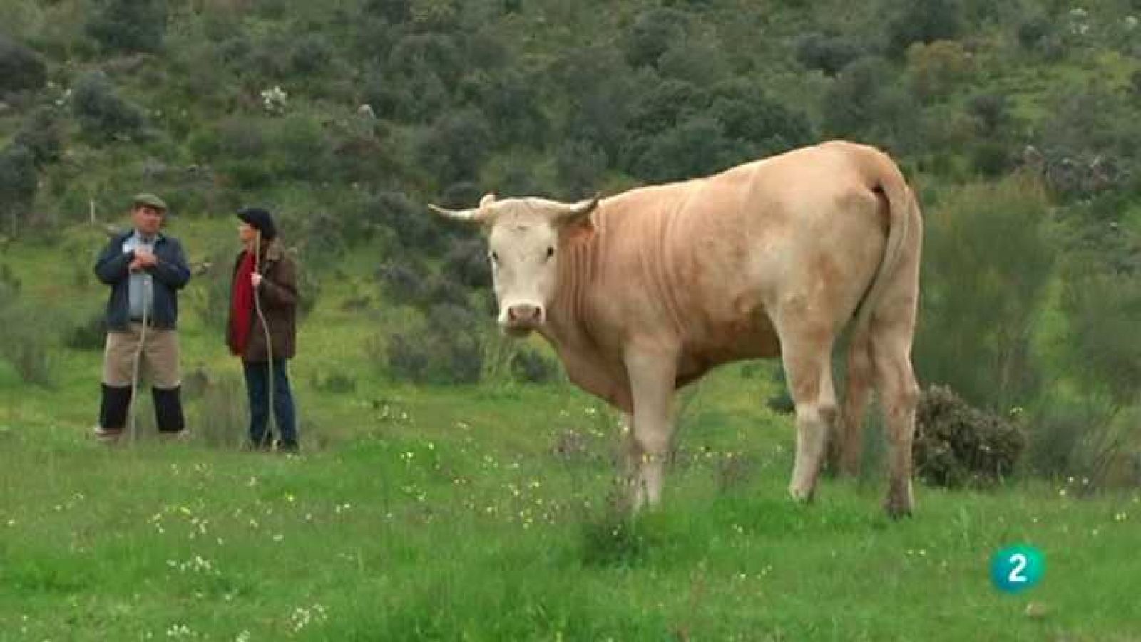 El escarabajo verde - Todas las caras de Gredos