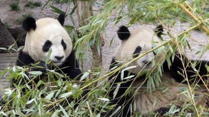 Los pandas de Madrid llegan a China