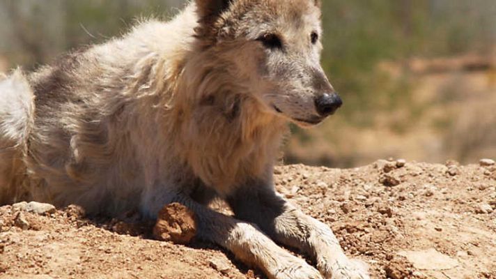 Los lobos del desierto de la India