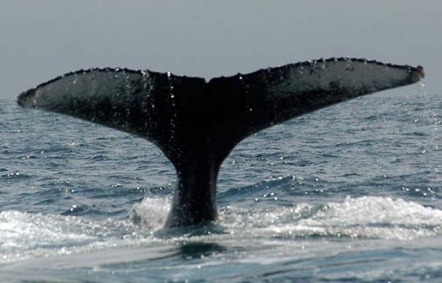 La caza de ballenas, a debate