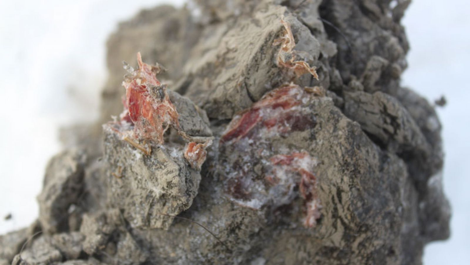 Clonación de un mamut