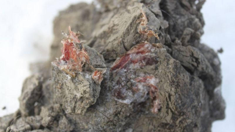 Clonación de un mamut 