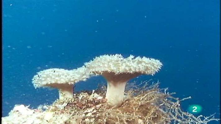 El arrecife de coral - Un mundo de cuatro dimensiones