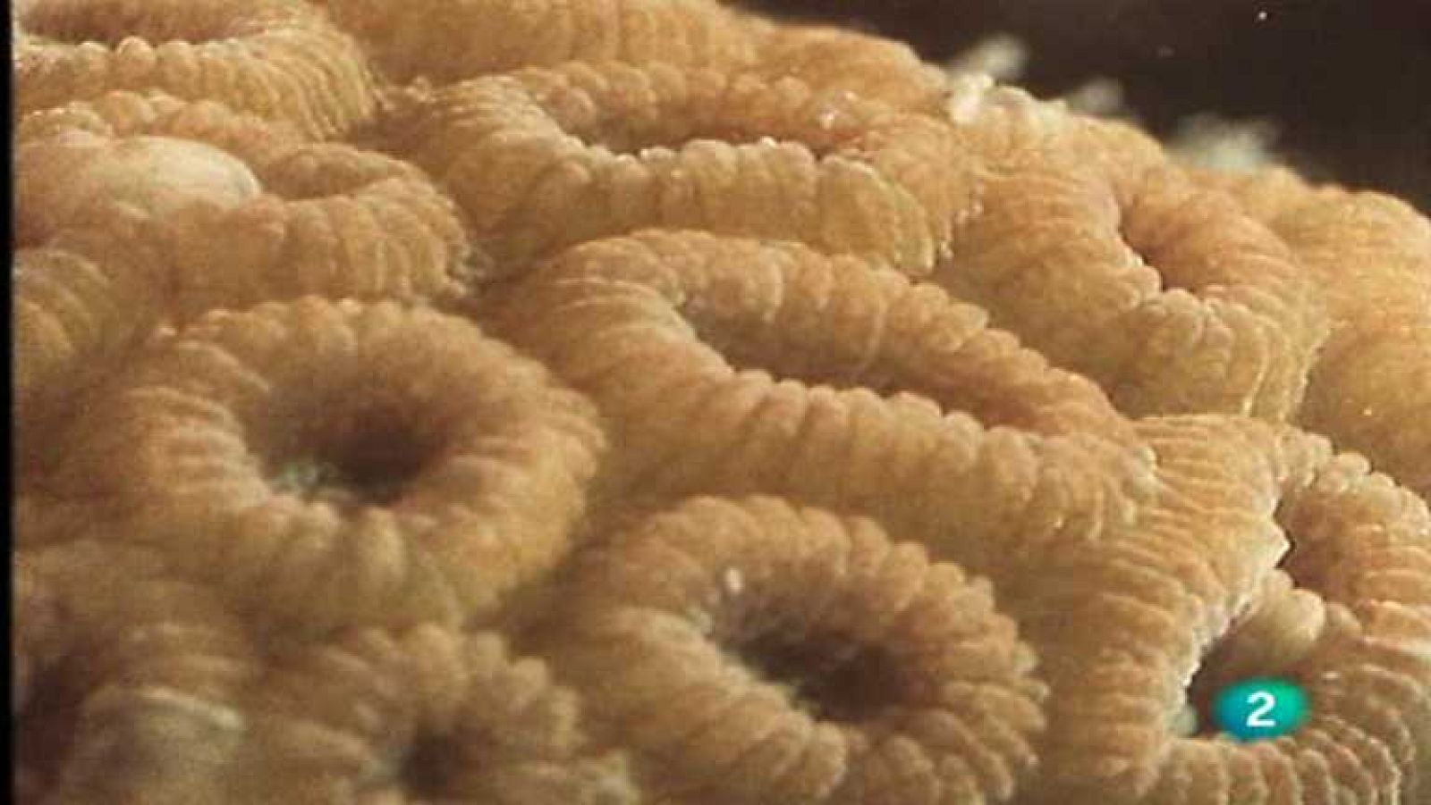 El arrecife de coral - Un esqueleto colectivo - Ver ahora