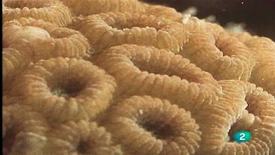 Un esqueleto colectivo