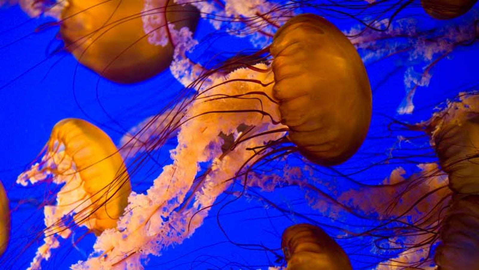 Telediario 1: Las medusas llegan con el verano | RTVE Play