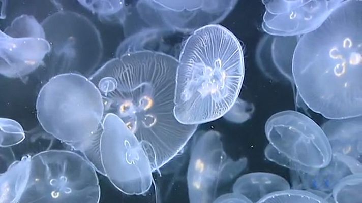 Investigadores del proyecto MedSea encuentran grandes concentraciones de medusas en altamar